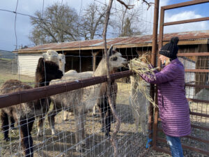 Oso Libre Alpacas Being Fed By Kristin