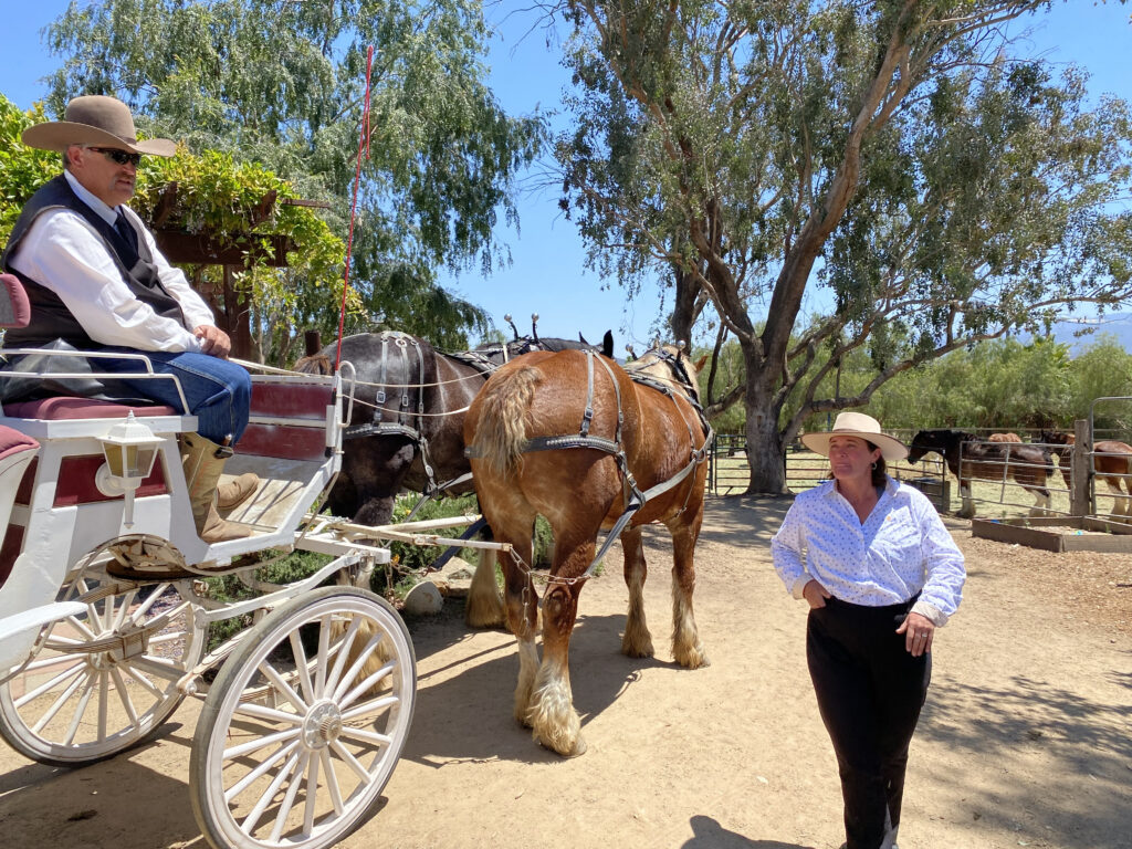 Temecula Carriage Company Clydesdales with Marika and Mark Matson