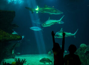 Aquarium with Large Fish and Children Reaching Out to Touch the Tank by Marble Street Studio