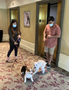 Two Dogs at Westin Led By Owners