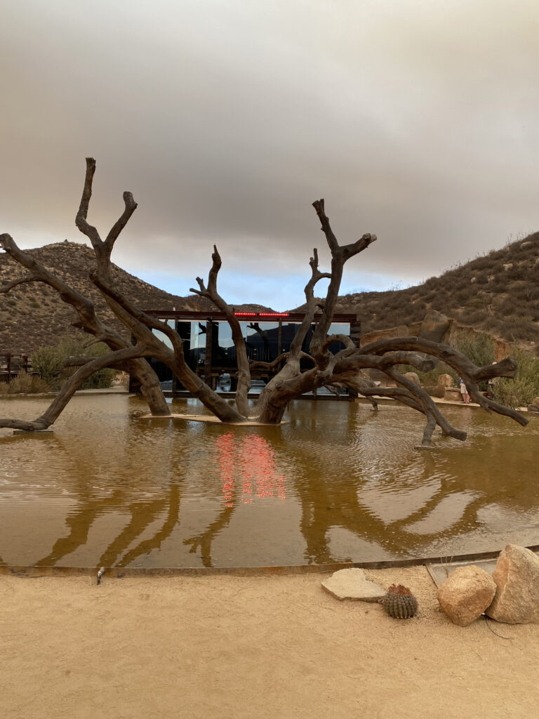 Oak Tree in Pond Outside Bruma Winery