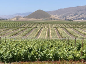 California's Edna Valley Vineyard View of Central Coast 