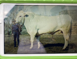 Florence's Famous Chianina Cow From Where the Giant Steaks Come