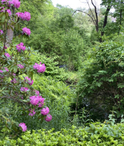 Lush greenery of rhododendrons and ferns along a stream