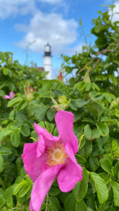 Portland Head Lighthouse with wild rose in the foreground