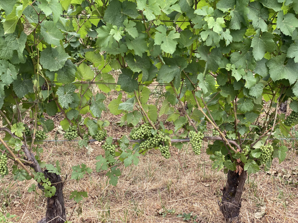 Potters Vineyard organic green grapes on the vines