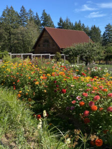 Heyday Farm barn with garden of flowers in foreground