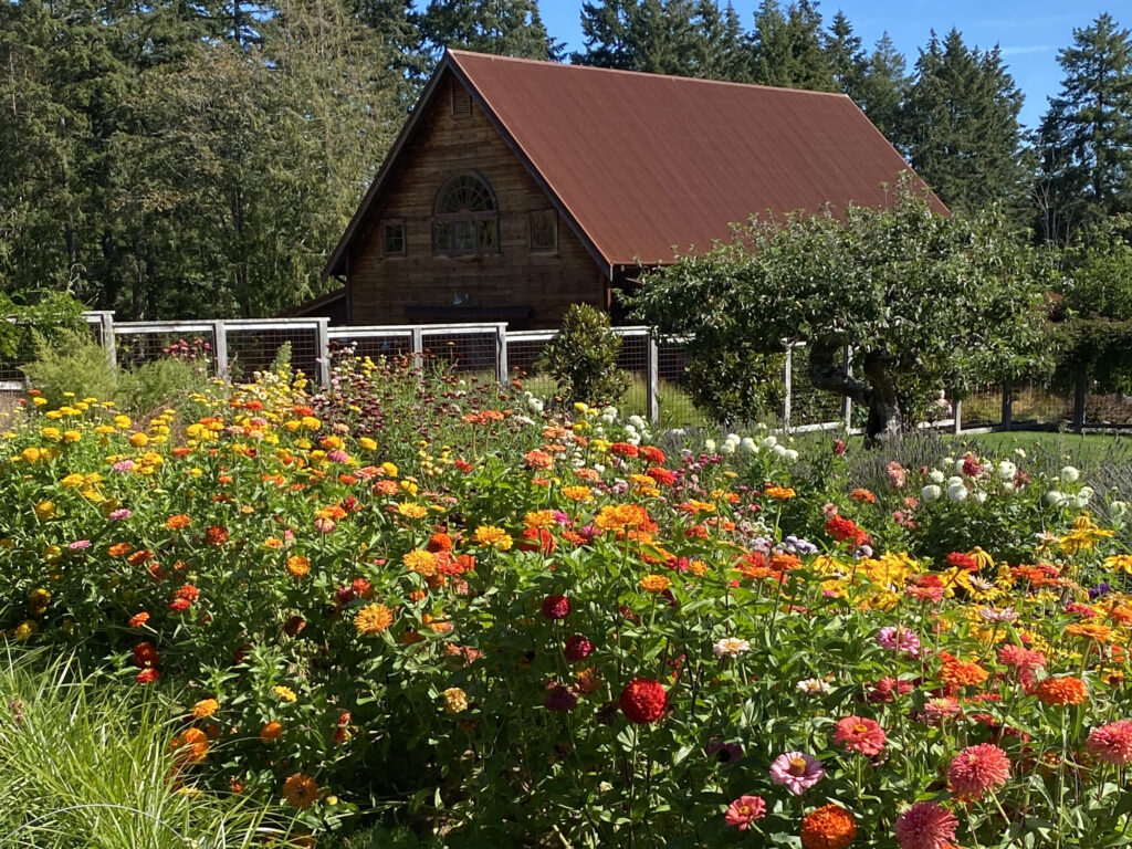 Heyday Farm Red Roofed Barn with Thousands of Dahlias Blooming in front of it