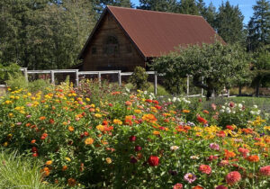 Heyday Farm Red Roofed Barn with Thousands of Dahlias Blooming in front of it