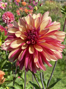 Giant rose and light orange hued dahlia the size of a dinner plate