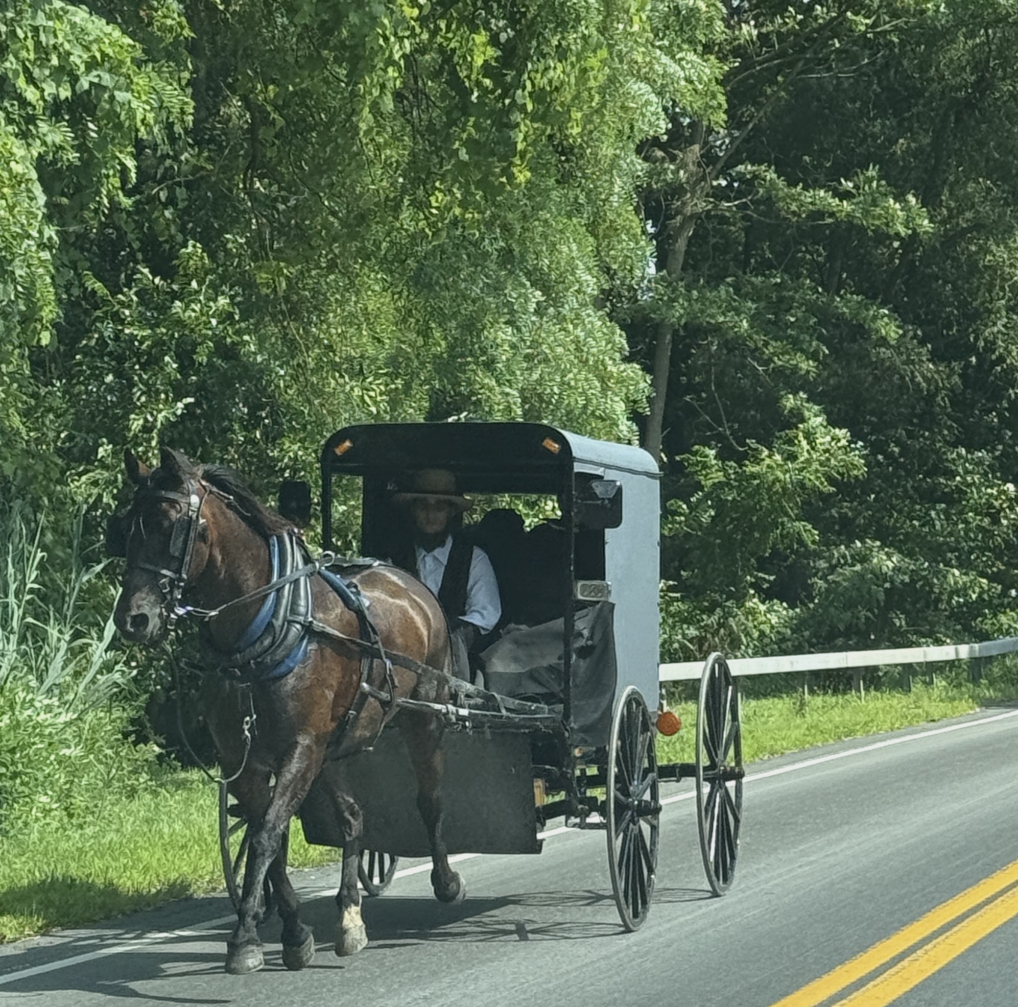 Amish Horse and Buggy Along Our Rural Drive